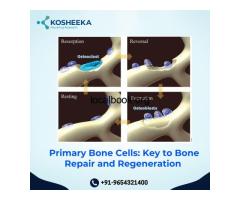 Primary Bone Cells: Key to Bone Repair and Regeneration