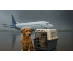 How AirPets Ensures Safe Pet Relocation During Monsoons