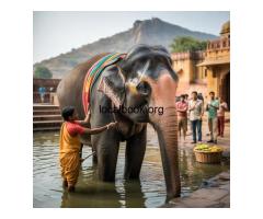 Elephant Village Jaipur for a Unique Cultural Experience