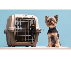 Move Pets to Australia from India with AirPets