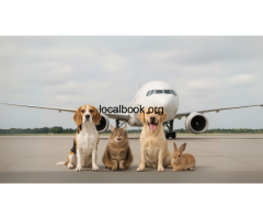 Pet Transport Services in Delhi